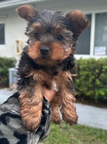 Adorable small black and brown puppy being held up outside.
