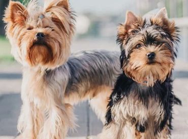 Two adorable Yorkshire Terriers standing on a paved path outdoors.