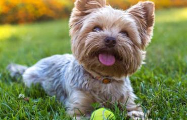 Happy small dog with a tennis ball lying on green grass in a sunlit park.