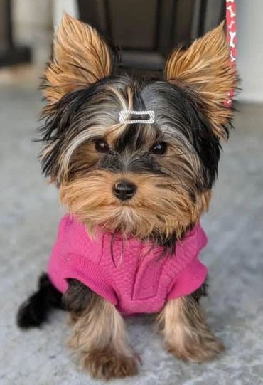 Small Yorkshire Terrier puppy wearing a pink sweater and a hair clip.