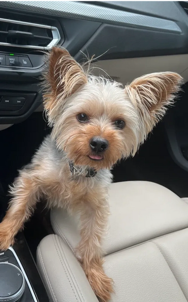 Small dog with fluffy ears sitting on car seat, sticking its tongue out.