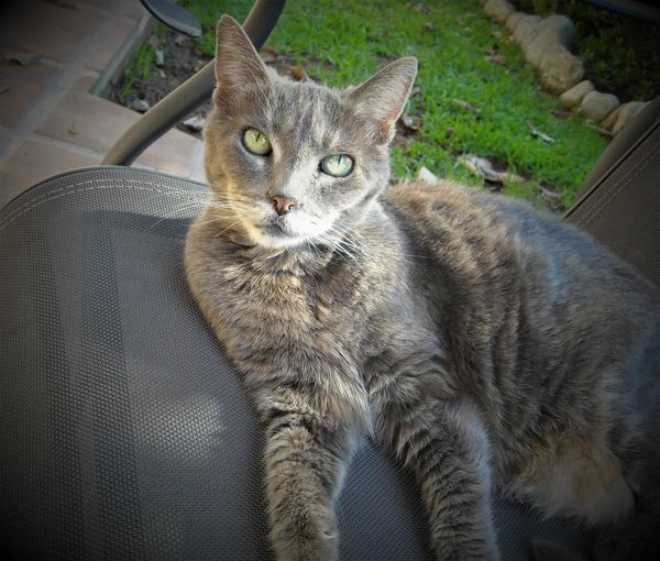 Cat on Chair
