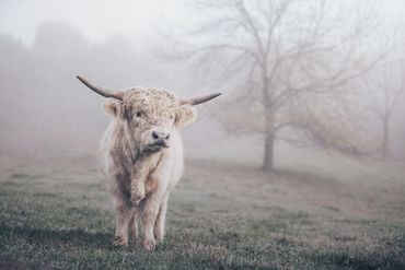 Mercury as a yearling