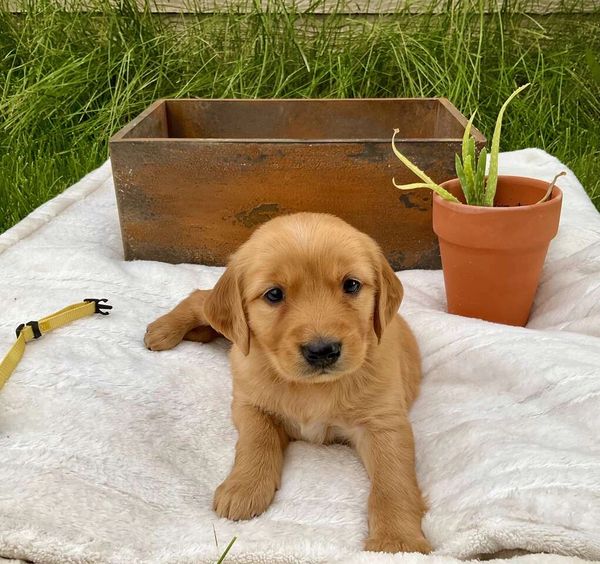 Our Dark Gold Miniature Golden Retriever Mama, Londyn!