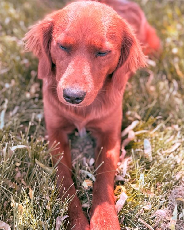 Our Dark Red Miniature Golden Retriever Mama, Aspen!