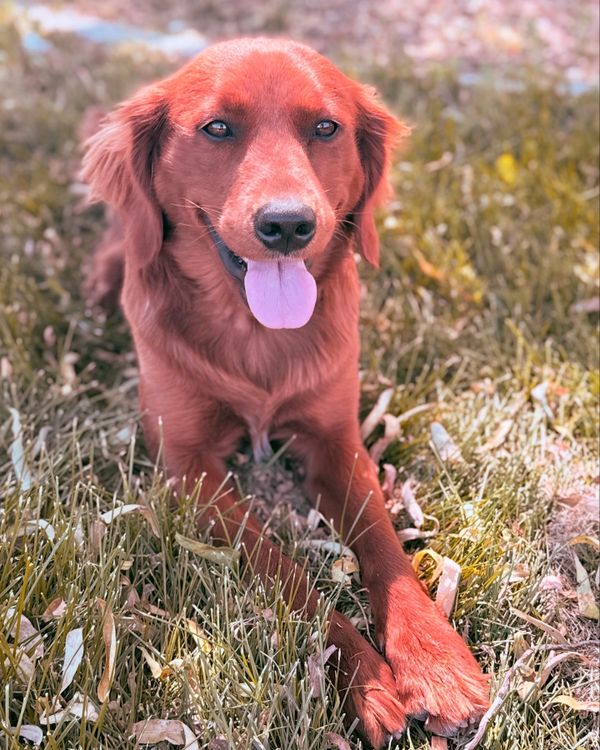 Our Dark Red Miniature Golden Retriever Mama, Aspen!