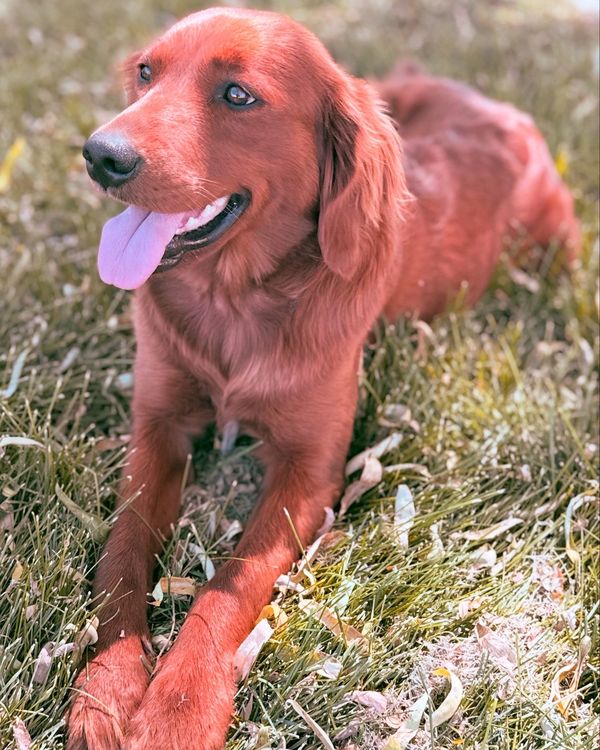 Our Dark Red Miniature Golden Retriever Mama, Aspen!