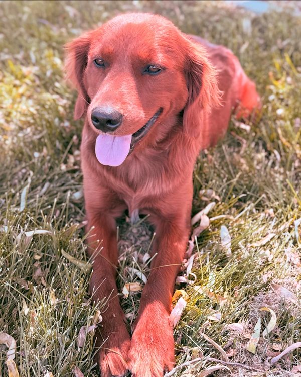 Our Dark Red Miniature Golden Retriever Mama, Aspen!
