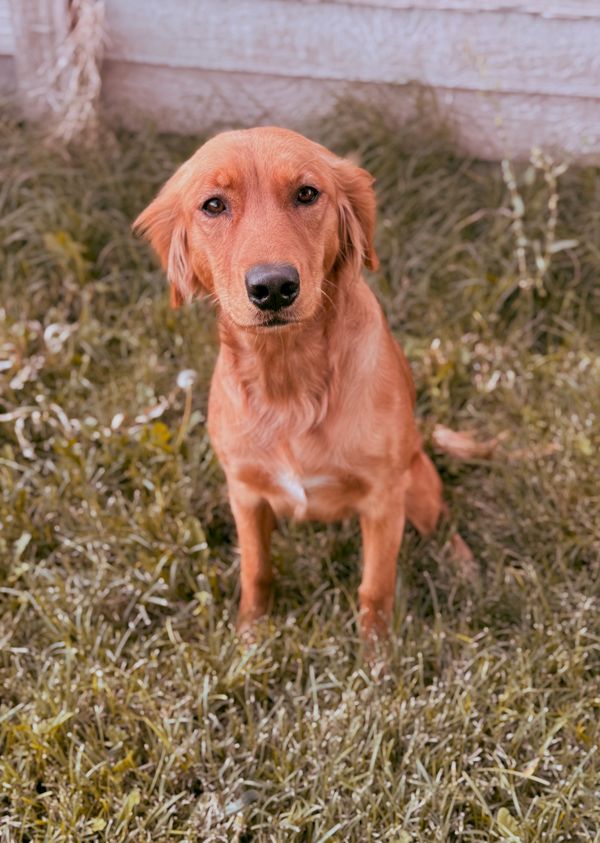 Miniature Golden Retriever