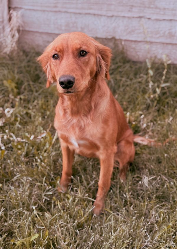 Miniature Golden Retriever