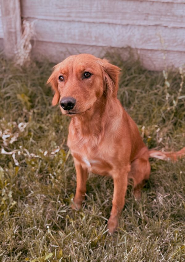 Miniature Golden Retriever