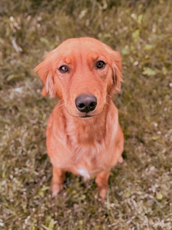 Miniature Golden Retriever