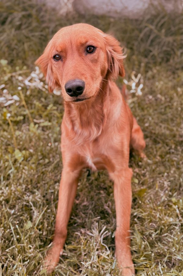 Miniature Golden Retriever