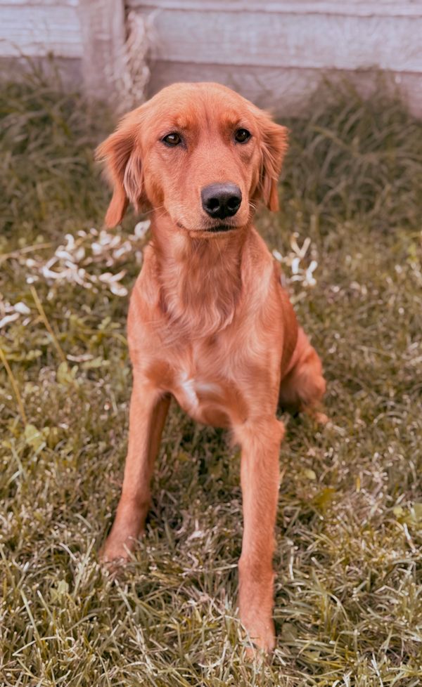 Miniature Golden Retriever