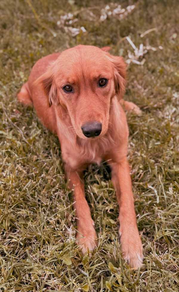 Miniature Golden Retriever