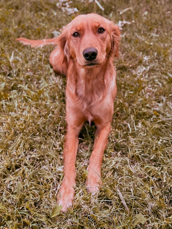Miniature Golden Retriever