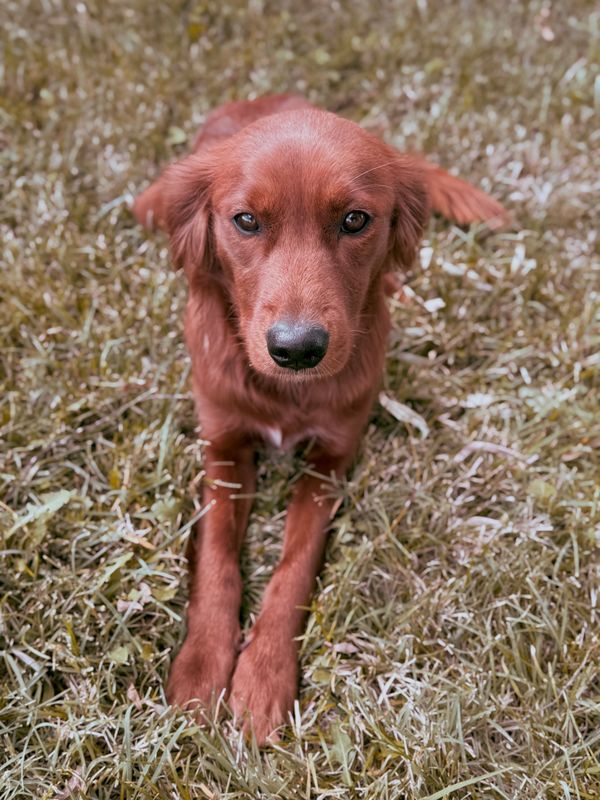 miniature golden retriever