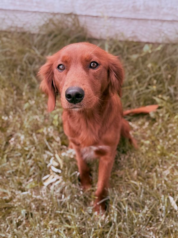 flat-coated goldendoodle