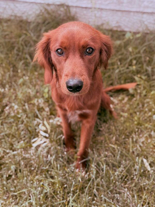 unfurnished goldendoodle