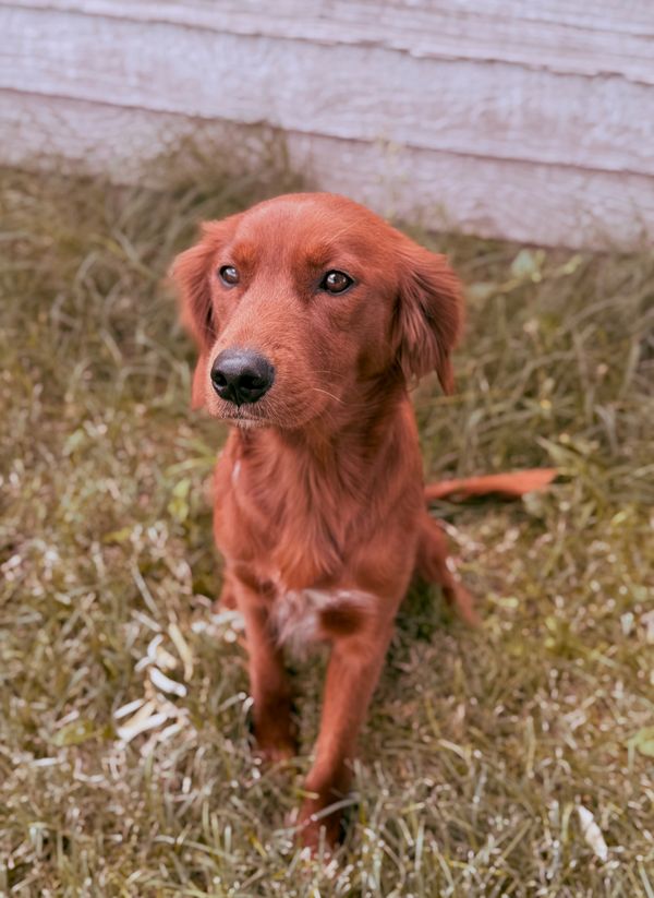 smooth coat goldendoodle
