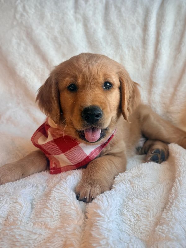 Miniature Golden Retriever Puppy