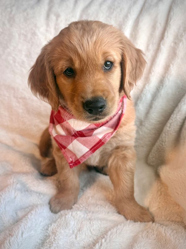 Miniature Golden Retriever Puppy