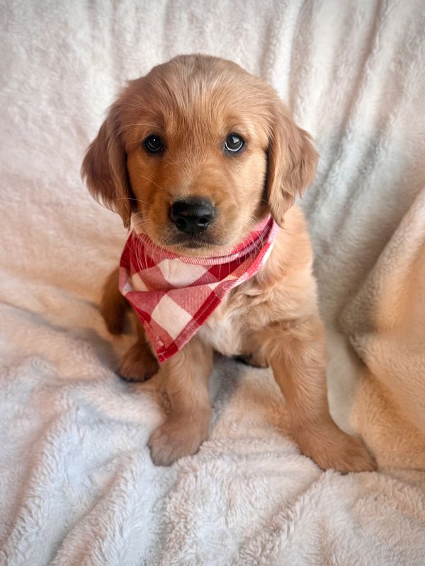 Miniature Golden Retriever Puppy