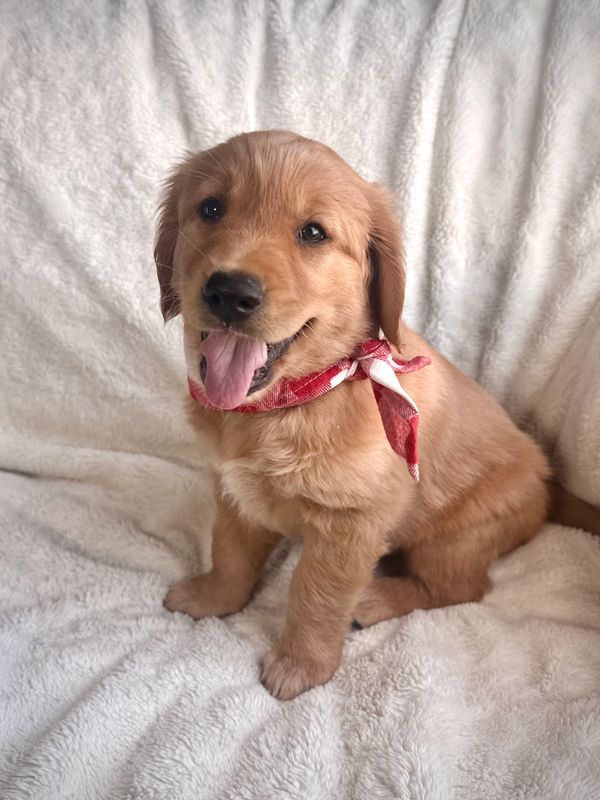Miniature Golden Retriever Puppy