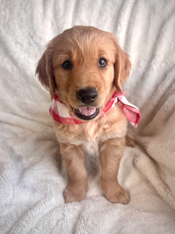 Miniature Golden Retriever Puppy