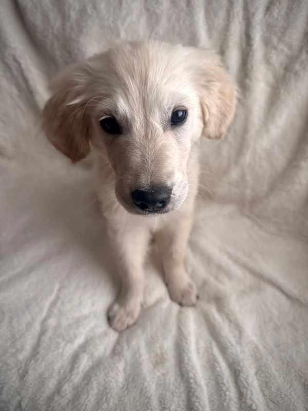 English Cream Golden Retriever Stud