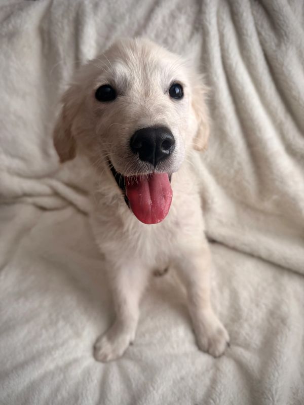 English Cream Golden Retriever Stud