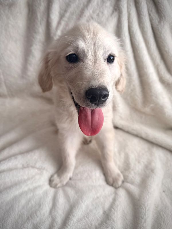 English Cream Golden Retriever Stud