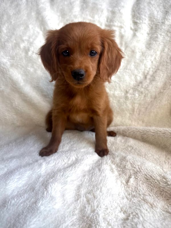 Cute brown puppy sitting on a white fuzzy blanket.