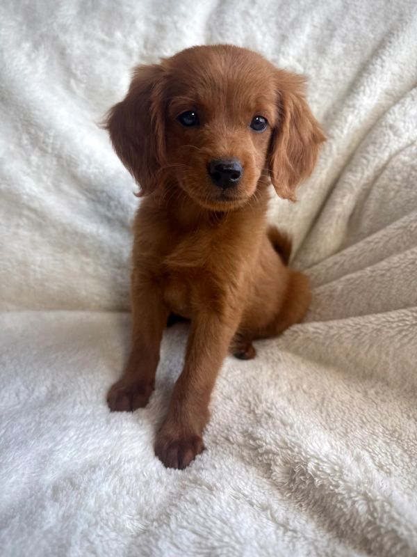 Adorable brown puppy sitting on a soft white blanket.