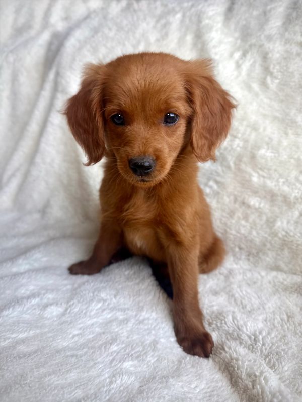 Adorable brown puppy sitting on a white fluffy blanket.