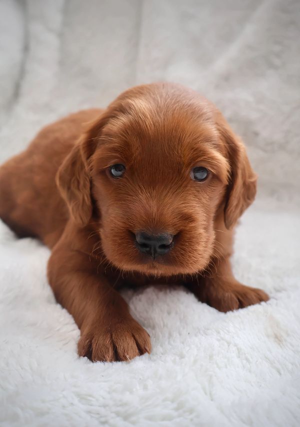 Red Miniature Golden Retriever puppy on fluffy white blanket