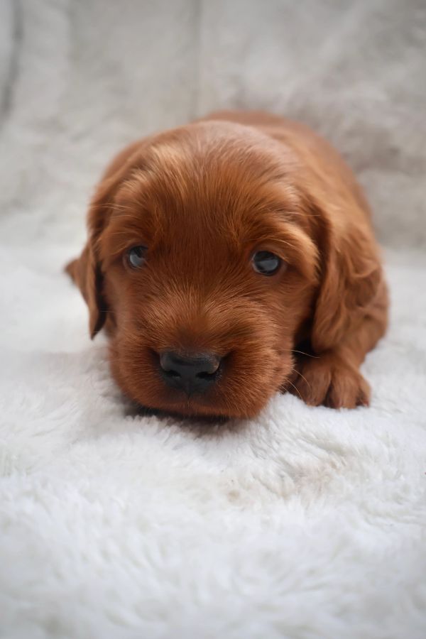 Red Miniature Golden Retriever puppy on fluffy white blanket