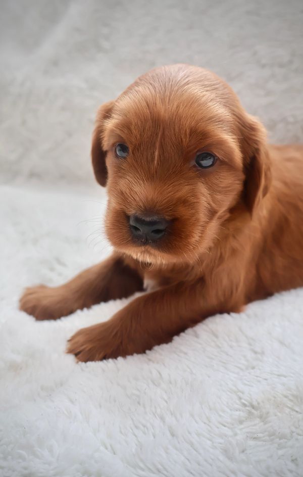 Red Miniature Golden Retriever puppy on fluffy white blanket