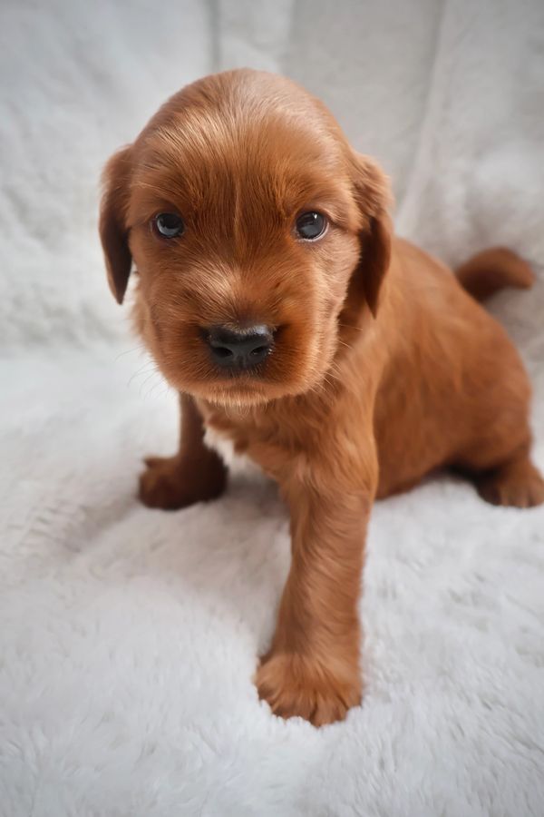 Red Miniature Golden Retriever puppy on fluffy white blanket