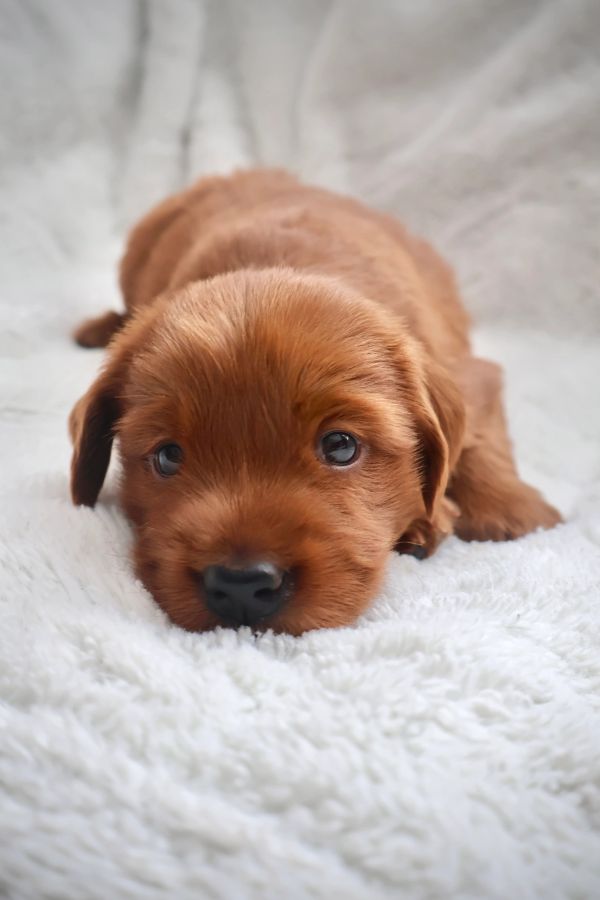 Red Miniature Golden Retriever puppy on fluffy white blanket