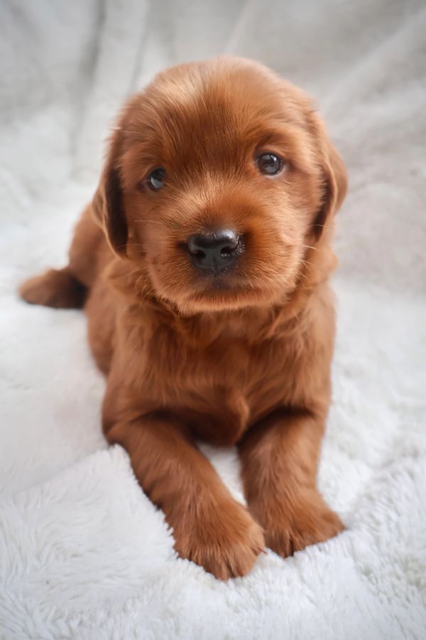 Red Miniature Golden Retriever puppy on fluffy white blanket
