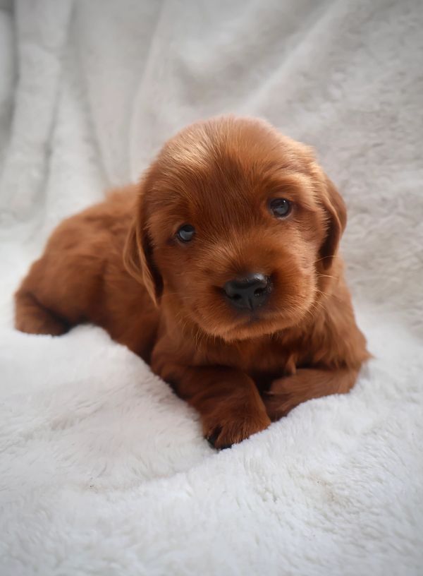 Red Miniature Golden Retriever puppy on fluffy white blanket