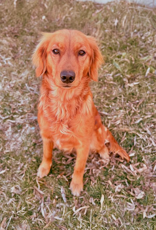 unfurnished goldendoodle