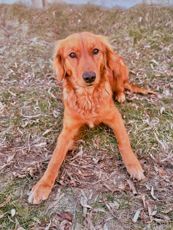 flat-coated goldendoodle