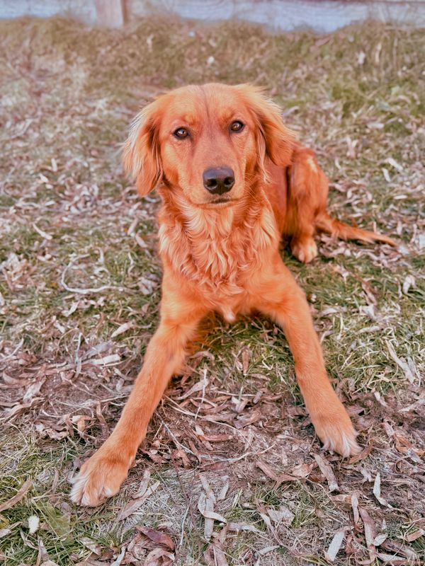 smooth coat goldendoodle
