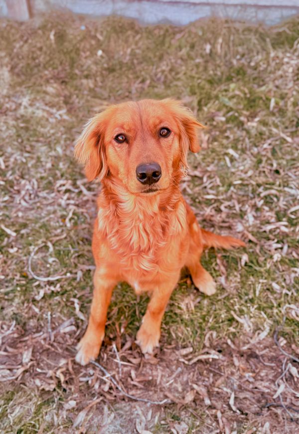 miniature golden retriever