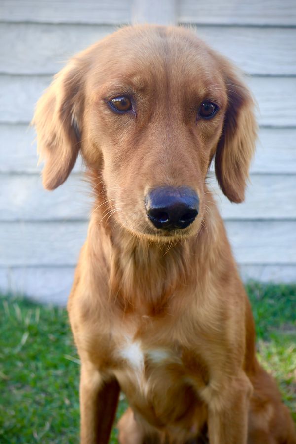 Close-up of a brown dog with sad eyes.