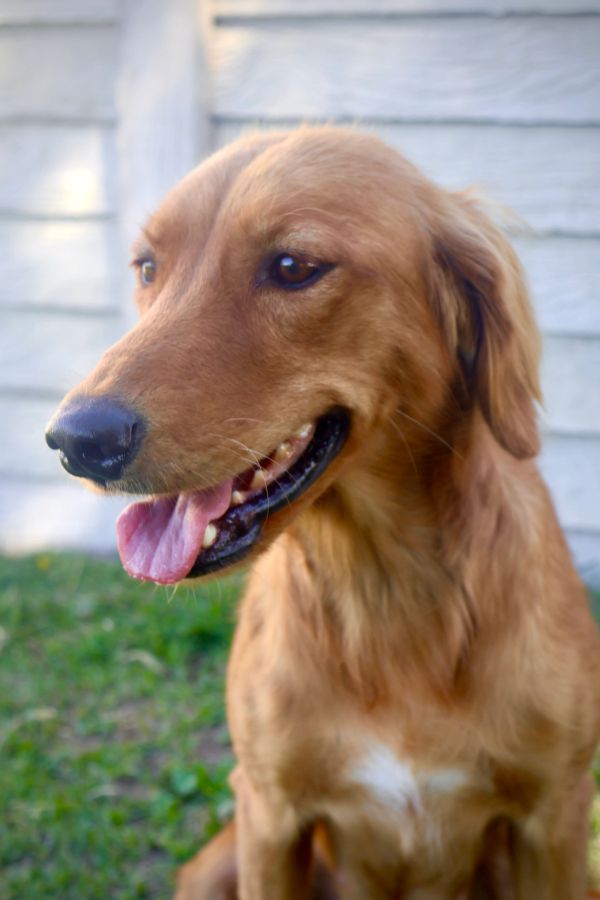 Happy golden retriever dog with tongue out.