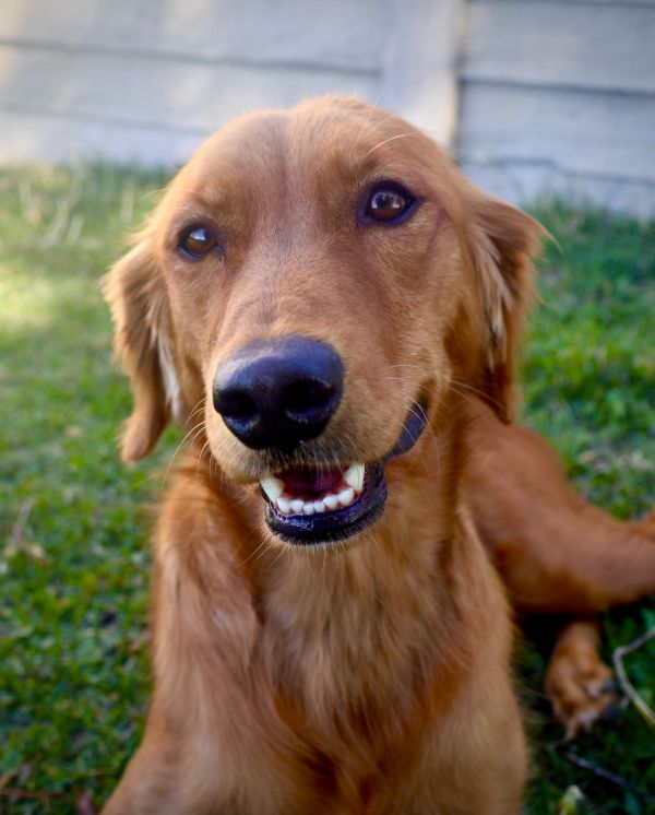 Happy golden retriever smiling outdoors.