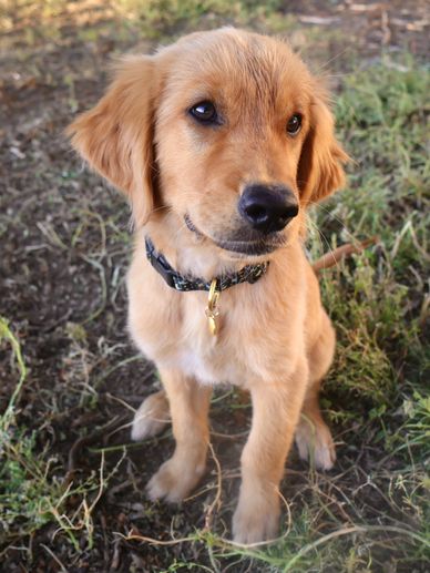 Red Miniature Golden Retriever Stud sitting on grassy yard